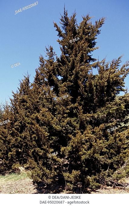 Monterey Cypress (Cupressus macrocarpa), Cupressaceae