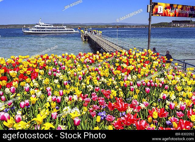 Tulips (Tulipa) and ferry at the jetty, Mainau Island, Lake Constance, Baden-Wüttemberg, Germany, Europe