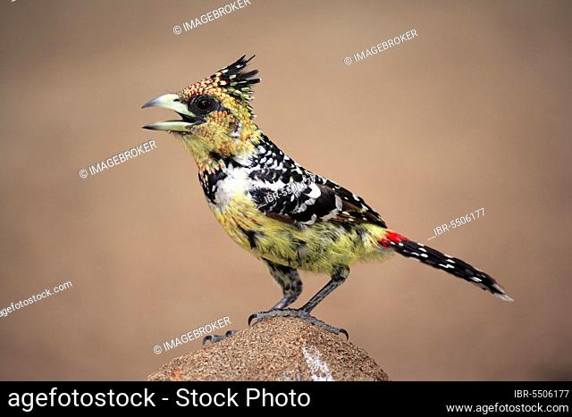 Crested Barbet (Trachyphonus vaillantii), Kruger national park, South Africa, side, Africa