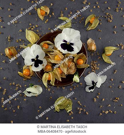 Physalis with white pansies