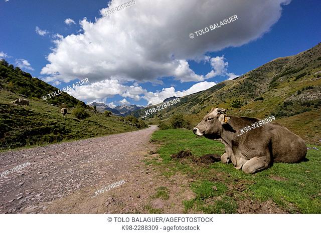 vaca junto a la pista, valle de Guarrinza, pirineo aragones, Huesca, Spain