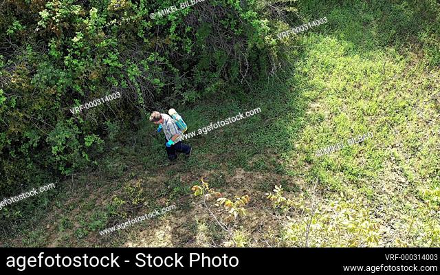 Man spraying herbicide in a field of walnut trees. Drone view. 4K. Bargota, Navarra, Spain, Europe