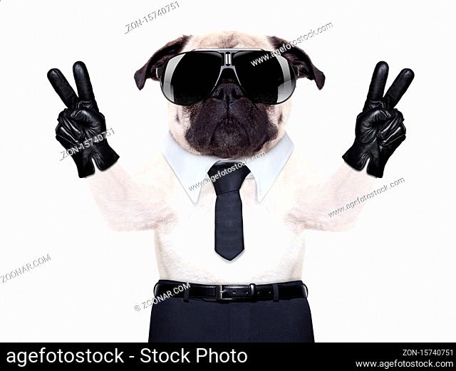 pug dog looking so fancy with victory or peace fingers, wearing cool black sunglasses