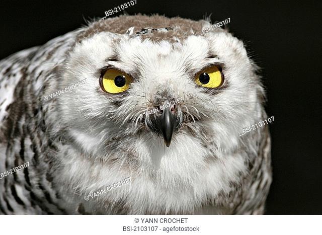 Snowy owl Female snowy owl Bubo scandiaca, picture taken in Norway. Bubo scandiacus  Snowy owl  Owl  Strigid  Nocturnal raptor  Raptor  Bird