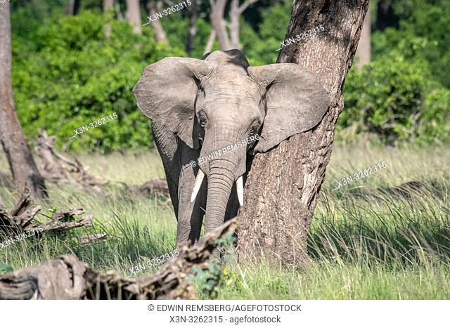 An African bush elephant (Loxodonta africana), aka African savanna elephant rubbing against a tree in Maasai Mara National Reserve , Kenya