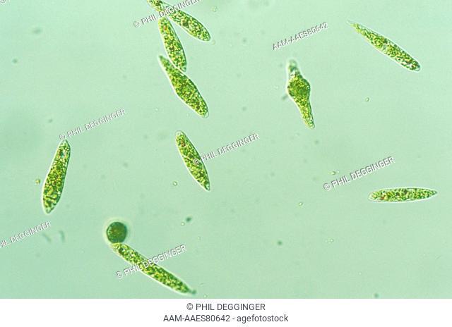 Euglena (Flagellate) 200x