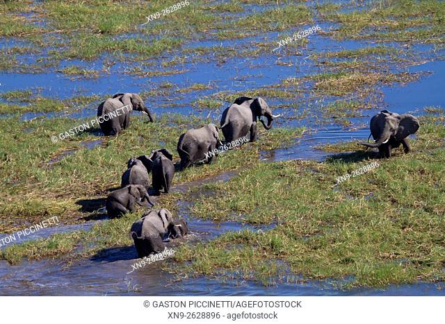 African Elephant (Loxodonta africana), in the floodplain, aerial view. Okavango Delta, Moremi Game Reserve, Botswana. The Okavango Delta is home to a rich array...
