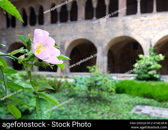 27 May 2020, Lower Saxony, Hildesheim: The ""1000 year old rosebush"" is blooming at the Hildesheim cathedral (l) next to a cloister