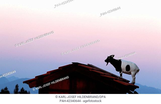 A goat stands on the roof of a hut at the Auerberg mountain near Bernbeuren at the break of dawn, Germany, 06 September 2013