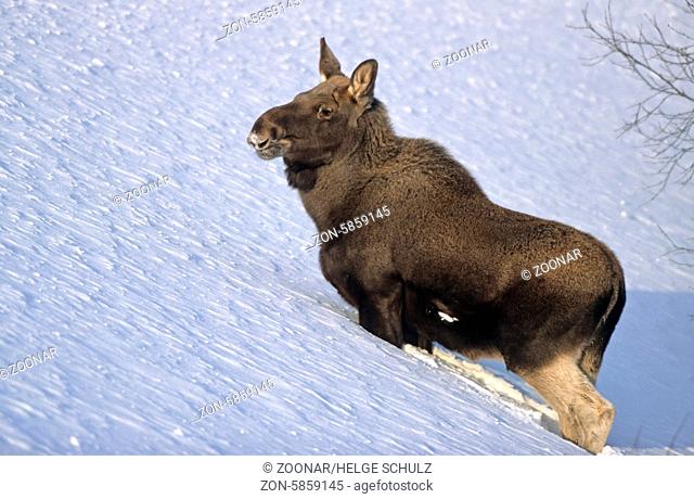 Elchkalb im Tiefschnee - (Europaeischer Elch) / Moose calf standing in deep snow - (Eurasian Moose) / Alces alces - Alces alces (alces)