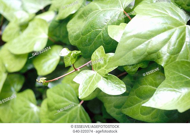 Climbing plant leaves (Hedera helix)