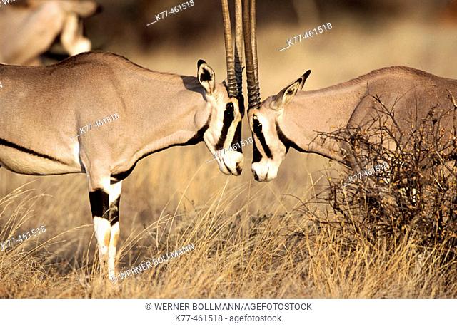 Beysa Oryx (Oryx beisa). Samburu National Reserve. Kenya