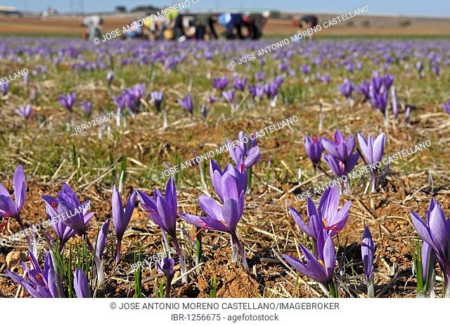 Picking Saffron flowers (Crocus sativus), Motilla del Palancar, Cuenca province, Castilla-La Mancha, Spain, Europe
