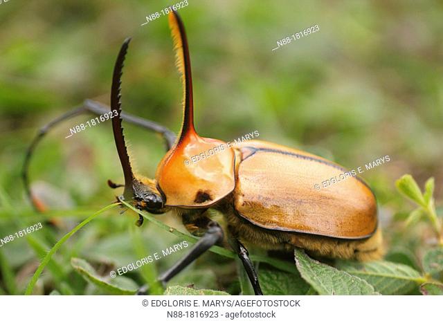 Golofa aegeon, rinhoceros beetle