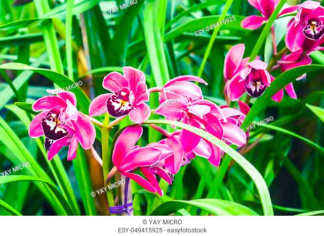 Gladiolus or Marsh gladiolus, also called 'sword lily', is a genus of perennial cormous flowering plants native to France, Switzerland, Germany