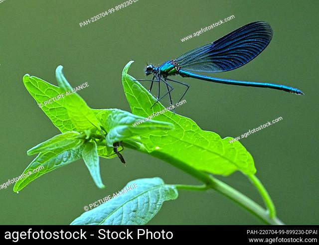 03 July 2022, Brandenburg, Kersdorf: A damselfly is seen on a plant on the bank of the Fürstenwalde Spree, a section of the approximately 400-kilometer-long...