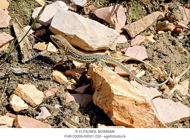 Racerunner Eremias strauchii immature, walking over rocky ground, Armenia, may