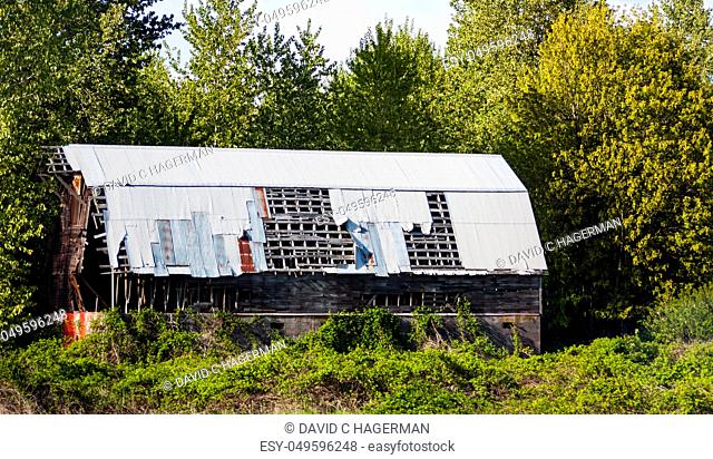 Abandoned barn with steel roof overgrown by blackberries and trees