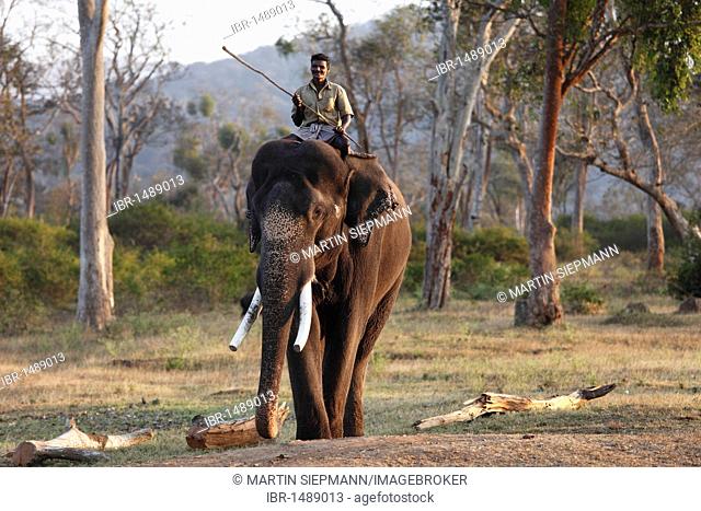 Mahut riding an elephant, Asian, Asiatic or Indian elephant (Elephas maximus), Elephant Training Camp, Mudumalai National Park, Tamil Nadu, Tamilnadu