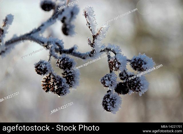 Green alder cones covered with snow and hoar frost