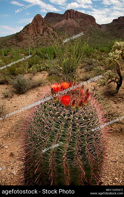 fishhook barrel cactus, Ferocactus wislizeni, Tucson mountains, Arizona