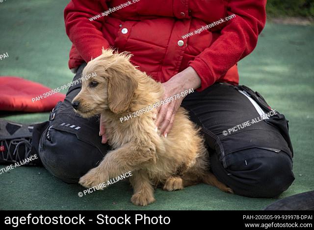 25 April 2020, Saxony-Anhalt, Magdeburg: A Mini Goldendoodle is sitting on a puppy playground. Photo: Stephan Schulz/dpa-Zentralbild/ZB