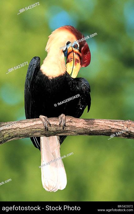 Sulawesi Wrinkled Hornbill (Aceros cassidix), male (Rhyticeros cassidix), knobbed hornbill, male (bird) (birds) (hornbills) (southeast asia) (animals) (animals)...