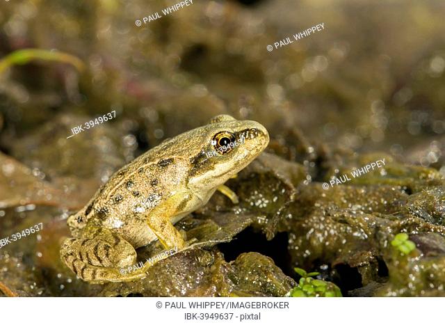 Common Frog (Rana temporaria), immature froglet, South Wales, United Kingdom
