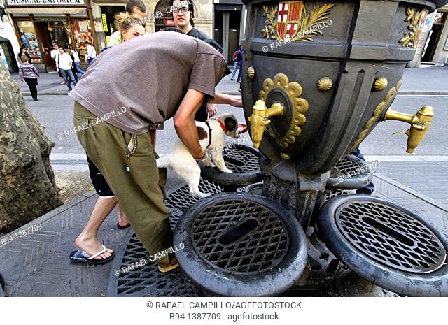 Dog drinking water. Font de Canaletes, ornate fountain, crowned by a lamp post, in Rambla de Canaletes, the upper part of La Rambla, near Plaça de Catalunya