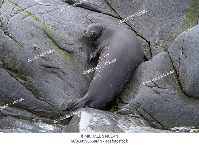 Weddell seal Leptonychotes weddellii pup on Weinke Island near the Antarctic Peninsula, Southern Ocean MORE INFO This is the most southerly breeding seal in the...