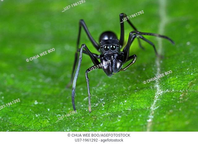 Male ant mimic spider. Image taken at Stutong Forest Reserve Park, Kuching, Sarawak, Malaysia