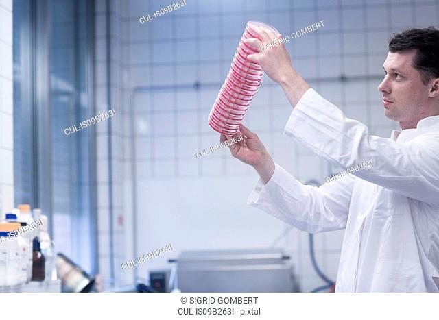 Scientist holding up stack of petri dishes in laboratory