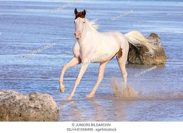 Pintabian. Juvenile mare galloping in shallow water. Egypt