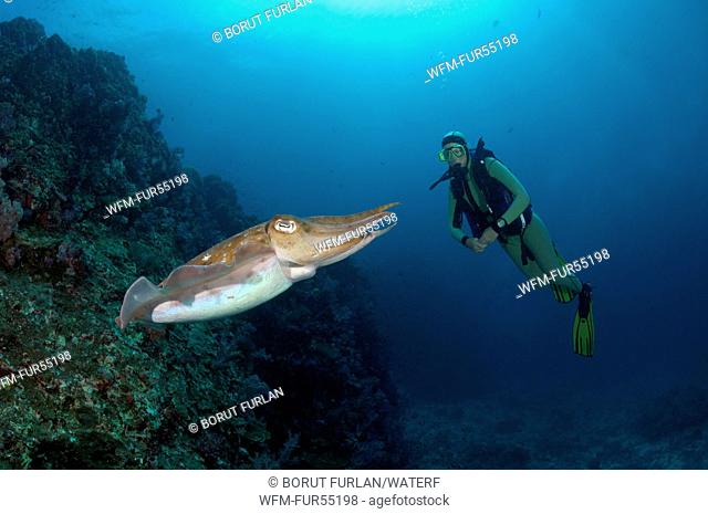 Scuba Diver and Pharao Reef Cuttlefish, Sepia pharaonis, Richelieu Rock, Surin Islands, Thailand