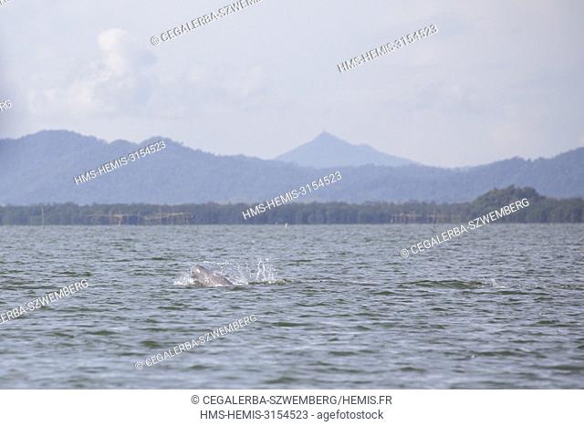 Philippines, Palawan, Malampaya Sound Protected Landscape and Seascape, the elusive and critically endangered Irrawaddy Dolphin (Orcaella brevirostris) the...