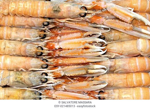 scampi of the mediterranean sea just fished