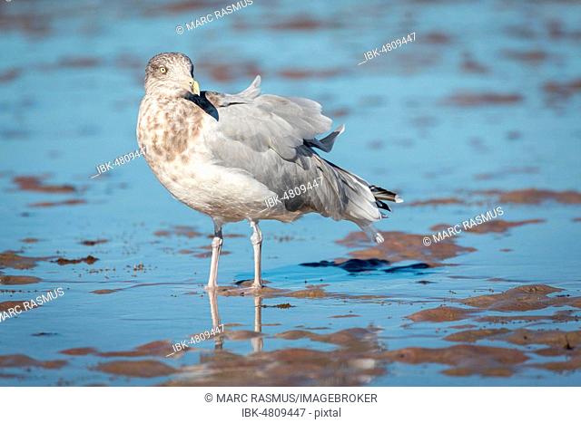 American Herring Gull (Larus smithsonianus) stands in mudflat, Atlantic Coast, Cape Cod, Massachusetts, USA