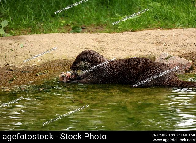 31 May 2023, Mecklenburg-Western Pomerania, Rostock: On World Otter Day, the otters at Rostock Zoo receive an ice cream cake with fish and meat