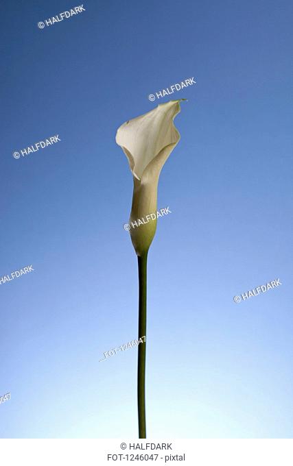 A single Calla Lily (Zantedeschia aethiopica) against a bright blue background