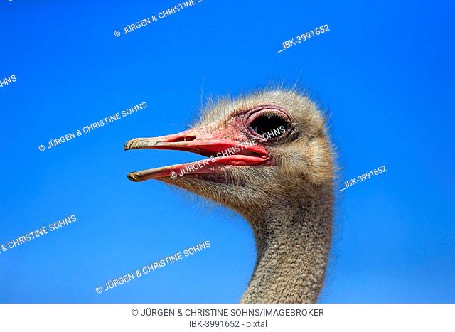 Southern Ostrich (Struthio camelus australis), adult male, portrait, Little Karoo, Western Cape, South Africa