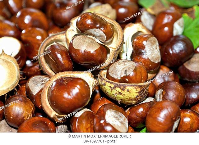Horse Chestnuts or Conkers (Aesculus hippocastanum) with chestnut leaves, seeds and capsules