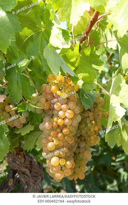 Vineyards, Viura, near Laguardia, Rioja Alavesa, Araba, Basque Country, Spain