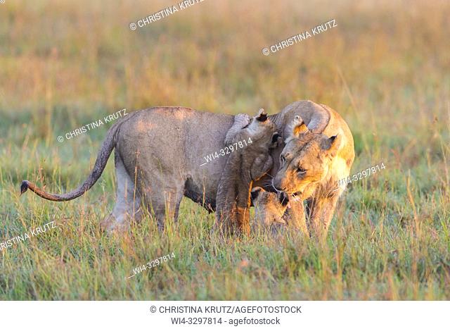 African Lion (Panthera leo) female with cubs, Maasai Mara National Reserve, Kenya, Africa