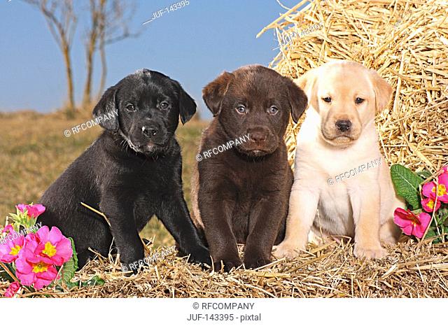 three Labrador Retriever puppies - sitting on straw