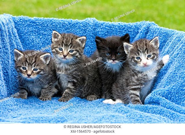 Kittens, four babies sitting together, Lower Saxony, Germany