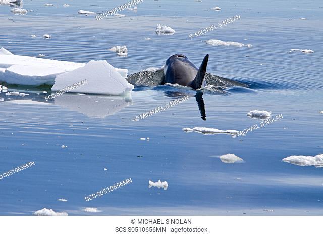 A small pod of Type B Orca Orcinus nanus traveling in ice in Crystal Sound on the western side of the Antarctic Peninsula