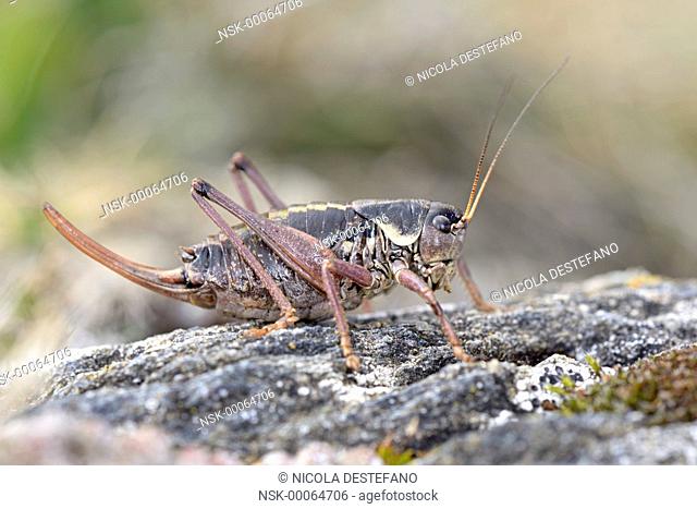 Western Alpine Bush-cricket (Anonconotus occidentalis) female in its environment, Italy, Piedmont, Orsiera Rocciavre Natural Park