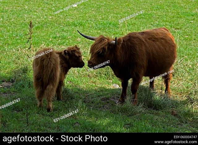 mother and young born animal cow