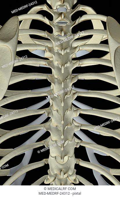 The bones of the thoracic vertebrae