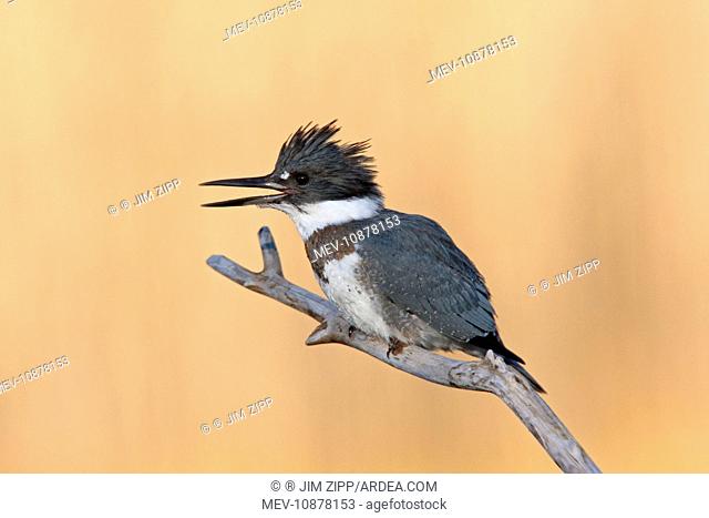 Belted Kingfisher - male with beak open (Ceryle alcyon). December in CT, USA